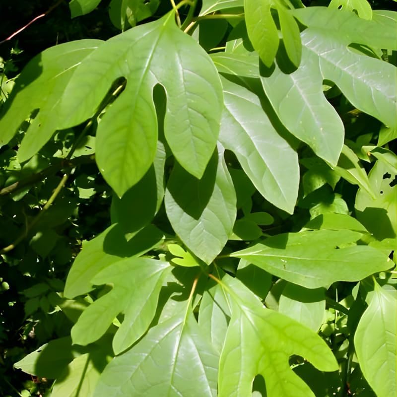 2 Live Sassafras Trees | Sassafras Tree Live Plants 12–18 Inch Tall | Native Outdoor Trees for Landscape Planting & Woodland Gardens | Easy to Grow