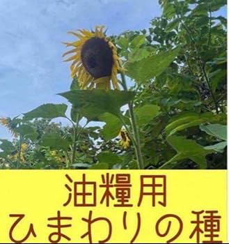 Amazon.co.jp: 油糧用 ひまわりの種 春りん蔵向日葵 ひまわり油