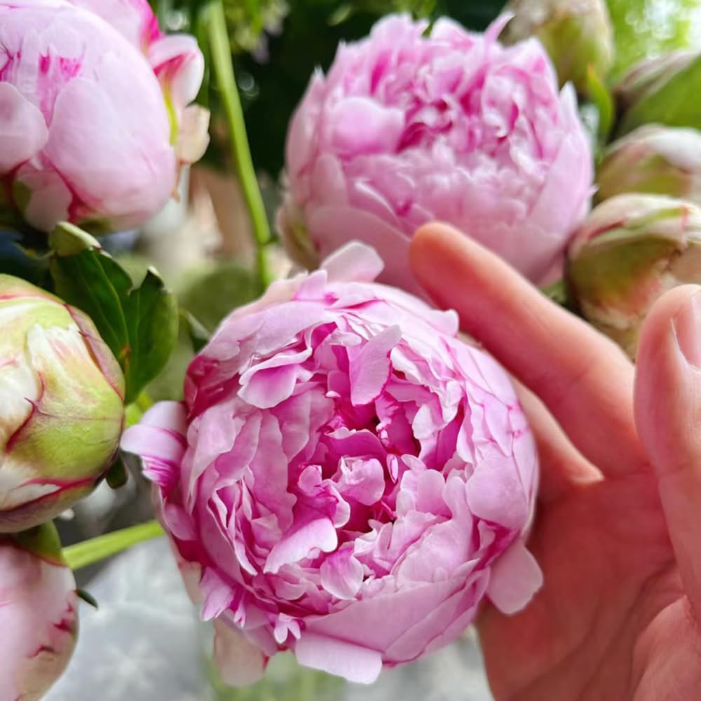 1 piezas Bulbos de peonías resistentes, bulbos de peonías decoracion salon, bonsais peonía (Paeonia suffruticosa) regalos inusuales, invernaderos de balcón cobertura del suelo, perenne