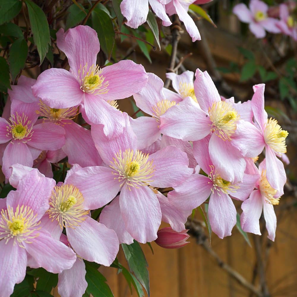 You Garden - 1 x Clematis Montana 'Elizabeth' in a 9cm Pot