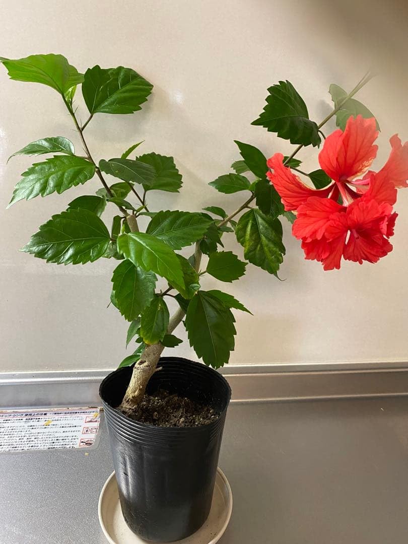 Amazon｜ハイビスカス 鉢植え 赤色 八重咲き｜観葉植物 オンライン通販