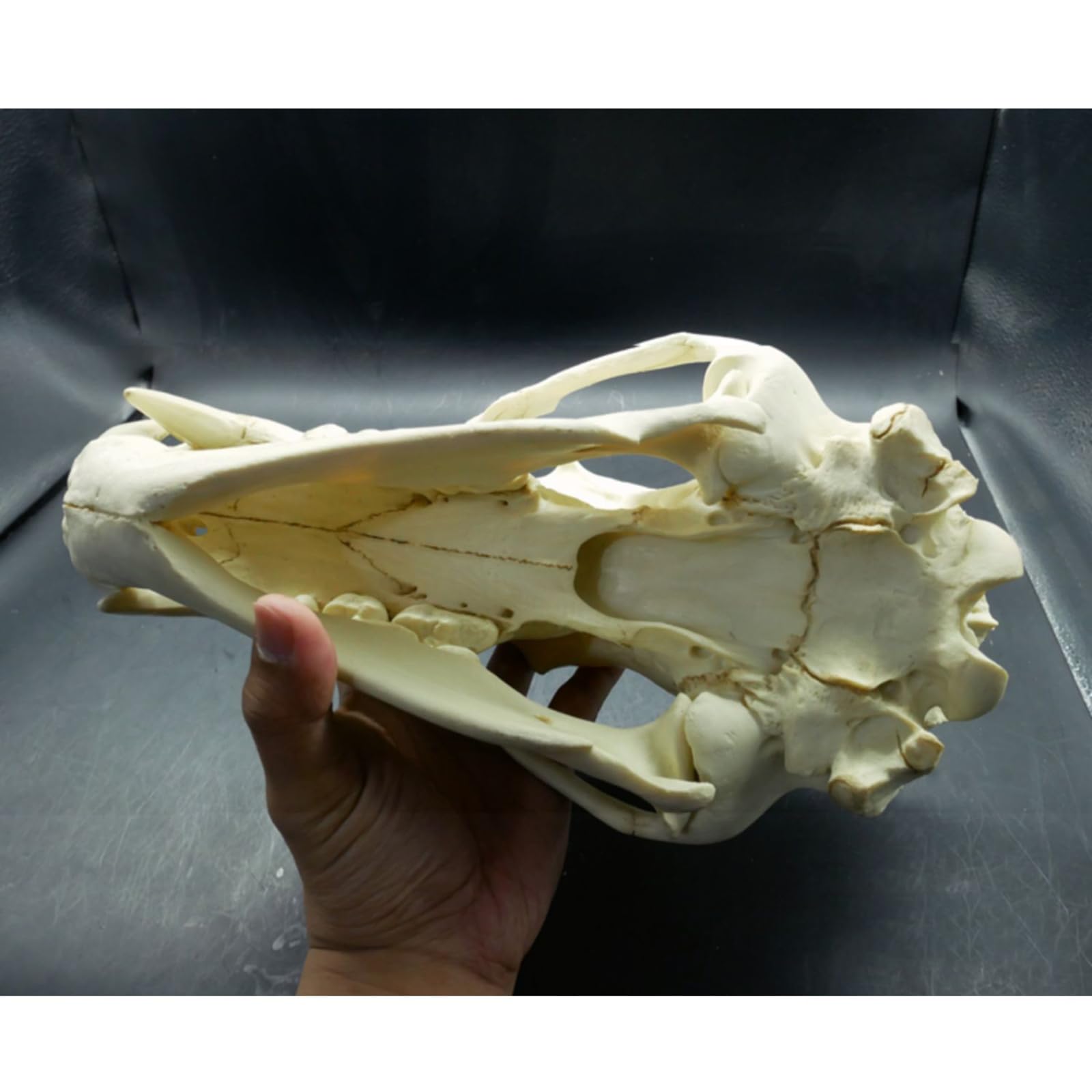 Amazon.co.jp: 肉、31cm、ヒグマの頭蓋骨モデル - クマの解剖学の