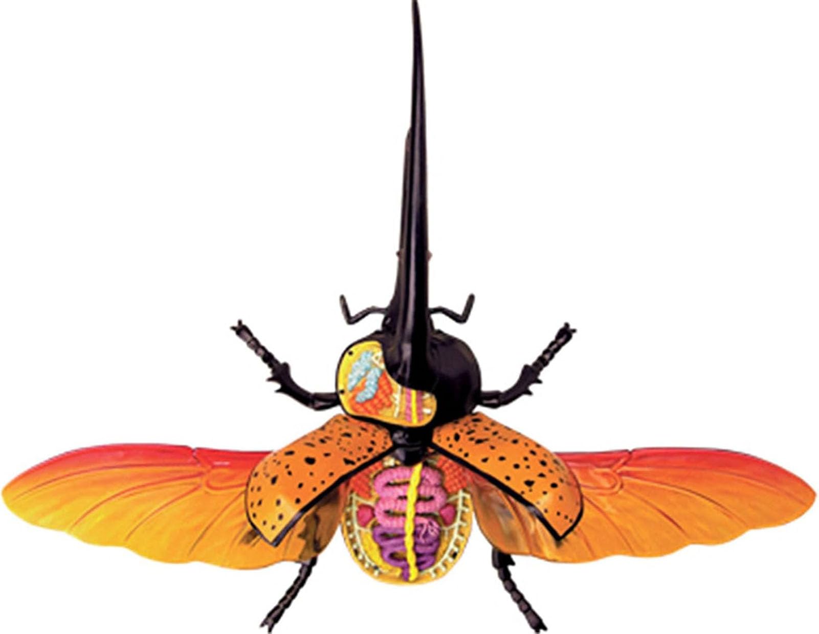 Generisch 4D Vision Käfer Anatomiemodell, 22 entfernbare Insekten Anatomie Modell Biologie Lehrmodelle Insekten Organ Modell Puzzle Montage für das Lehrstudium