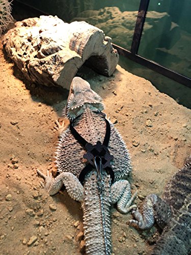 Serdokntbig Adjustable Reptile Lizard Turtle Harness Leash Multi Color Light Soft Fashion Pet Small Animal (Random Color… - Image 4