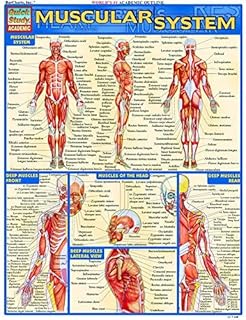 [Muscular System (Quickstudy: Academic)] [Author: Perez, Vincent] [December, 2000]