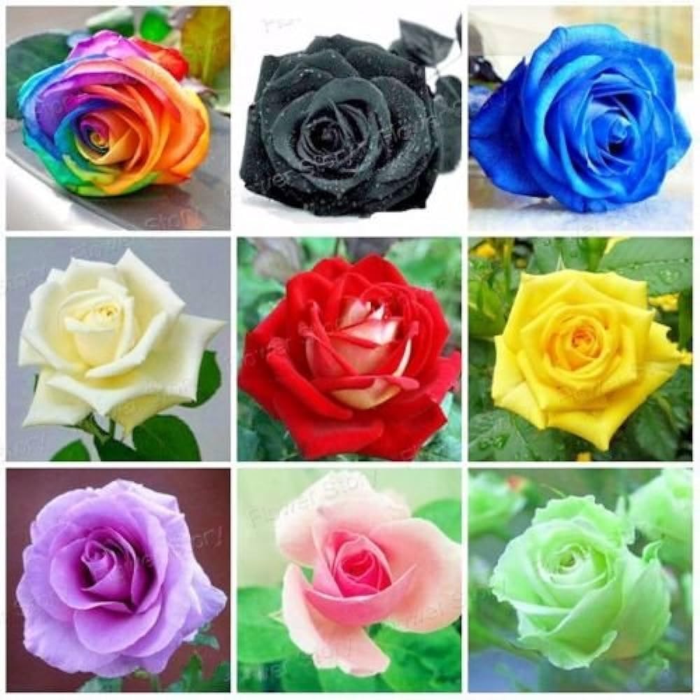 Nursery Live Rare Mix Rainbow Rose Seeds (Pink Black White Red Purple Green Yellow Blue) 30 Seeds for Growing (B0CJMJPKGQ) Amazon Price History, Amazon Price Tracker