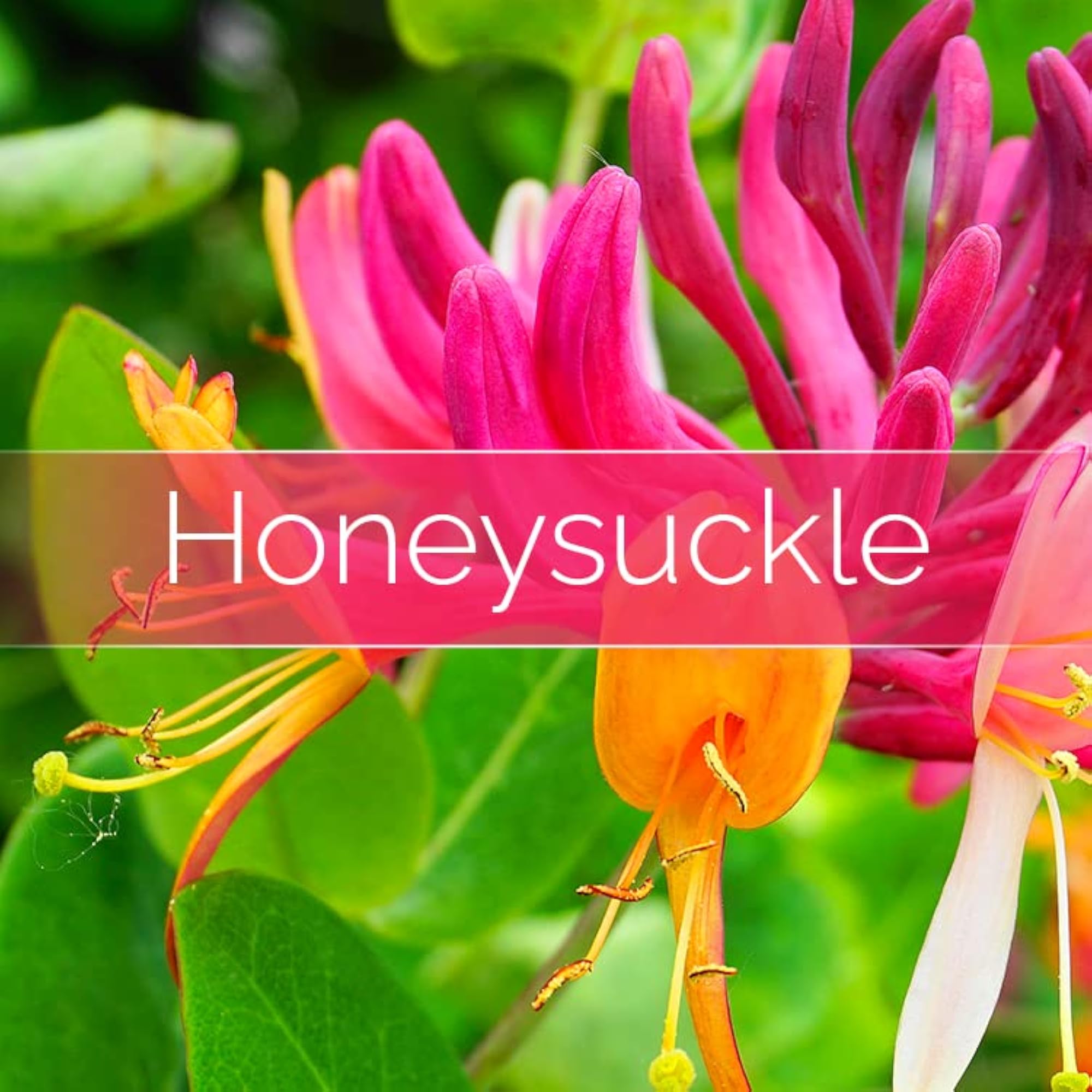 Candle Refill for Luxury 14oz Jar, Honeysuckle