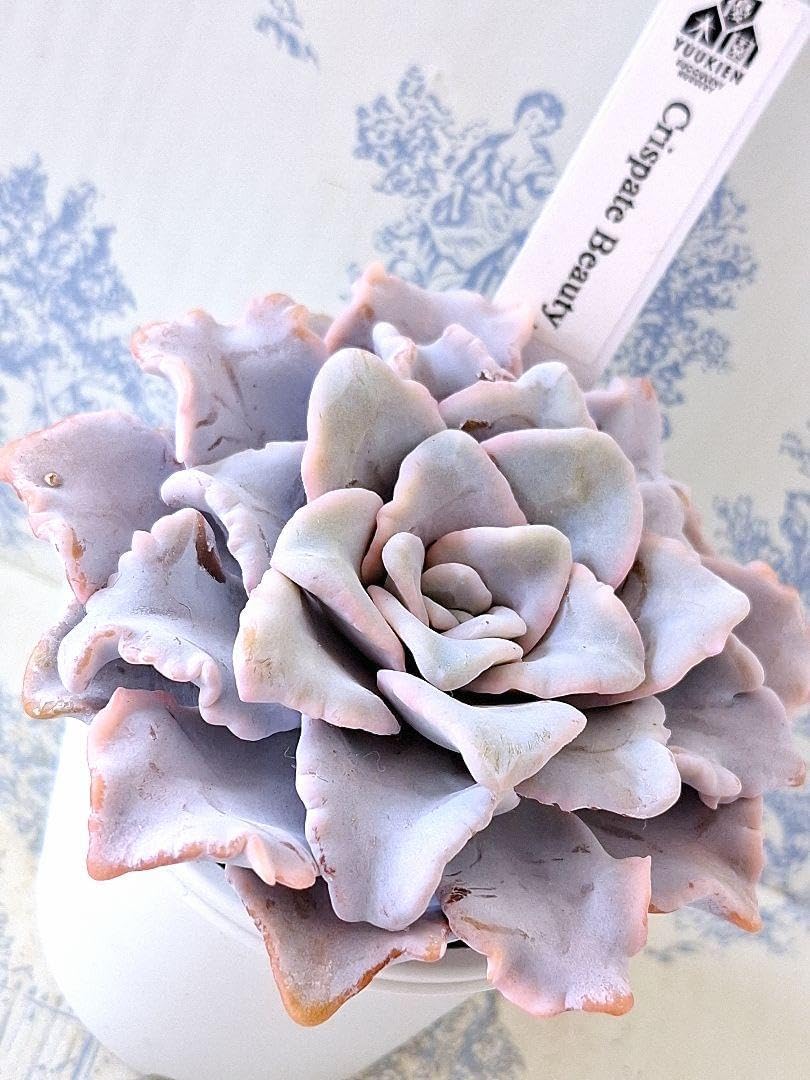 モンステラ　デリシオーサ　7号鉢つき　深穴あき❗2株植え❗ モンステラ デリシオーサ 7号鉢つき 深穴あき?2株植え