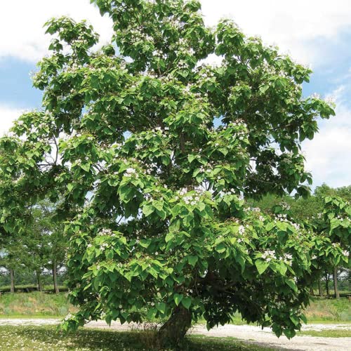 Chuxay Garden 10 Seeds Catalpa Bignonioides,Southern Catalpa,Catawba,Indian Bean Tree Large Deciduous Tree Great For Ornamental Shade Or Street Tree #TOP14
