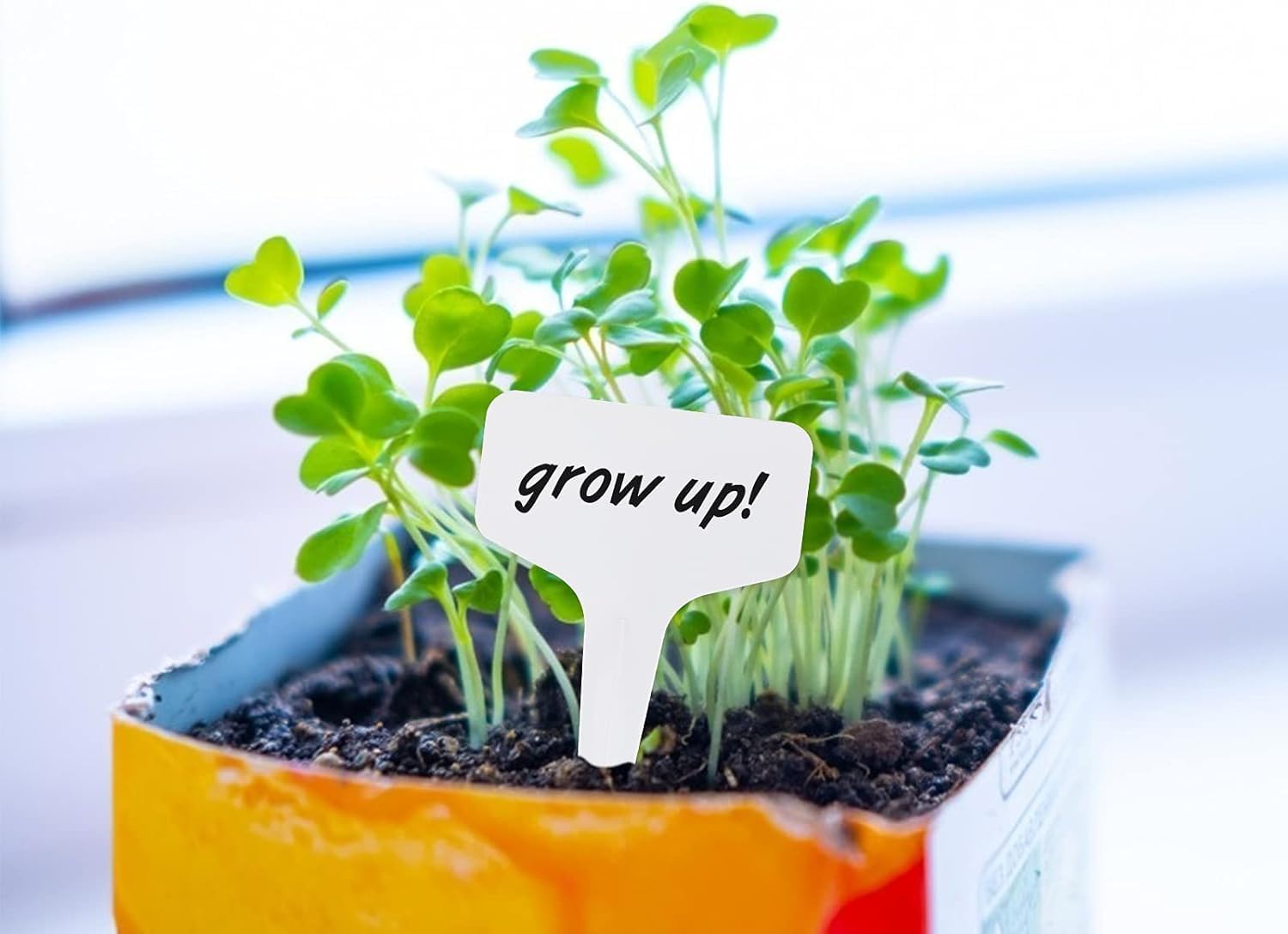 KINGLAKE 100 piezas etiquetas para plantas jardinería huerta impermeable plastico adecuado para nombre plantas,blanco,6x10CM idades