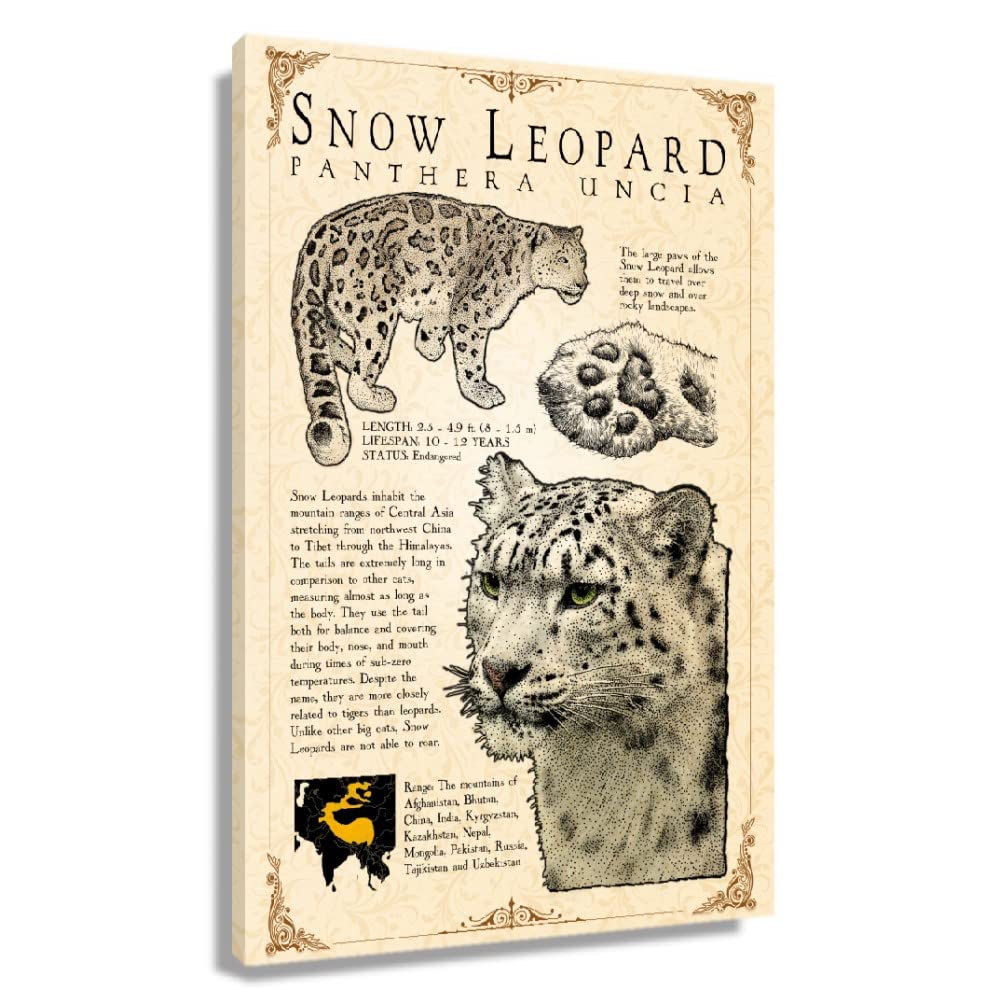 Snow Leopard Wall Art Knowledge Poster Educational Wall Art Vintage Prints Snow Leopard Infographic Poster Pictures for Bedroom Paintings for Bathroom Artwork Decor for Kitchen Decorations (08x12inch(20x30cm),Unframed): 12L" x 8W" Framed