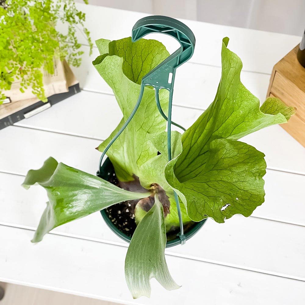 Amazon.co.jp: PLANCHU 観葉植物 ビカクシダ ステマリア 6号吊り鉢
