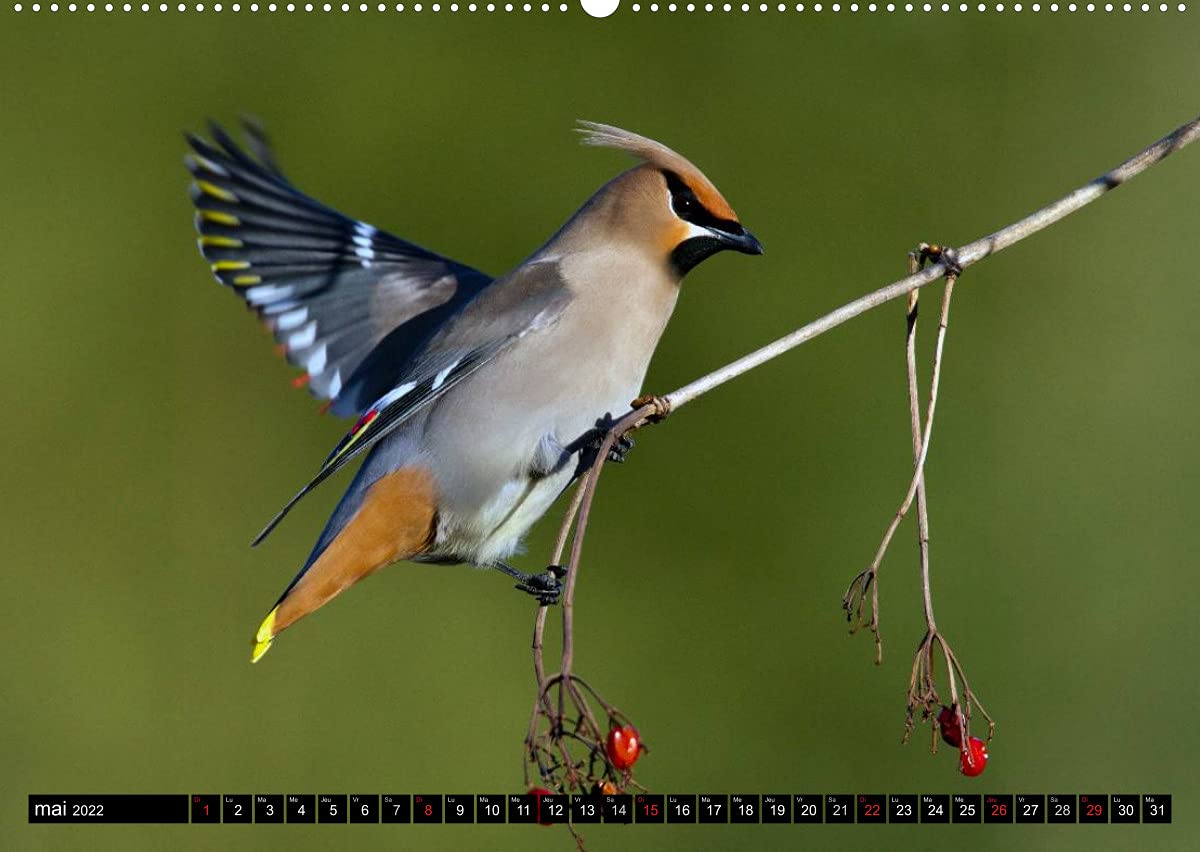 PLUMES LÉGÈRES. Oiseaux du Monde (Premium, hochwertiger DIN A2 Wandkalender 2022, Kunstdruck in Hochglanz): Treize photos d'oiseaux en action, ... Henry (Calendrier mensuel, 14 Pages )