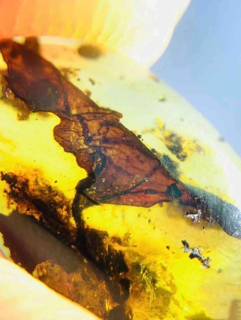 Burmese burmite Cretaceous Plant Foliage Fossil Amber Myanmar