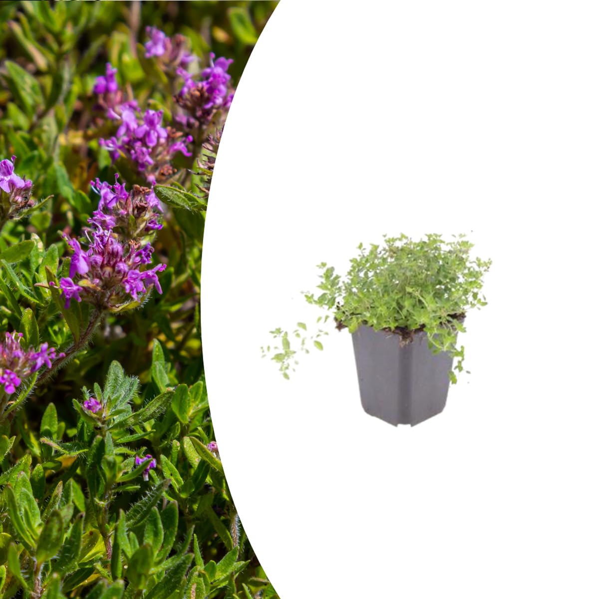 Thymus serpyllum | 12 piezas - 10-25cm - Ø9cm - Planta de jardín