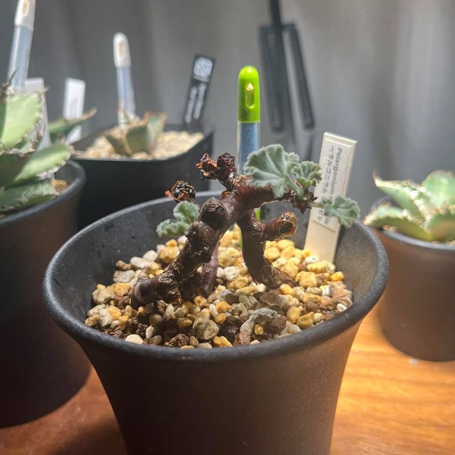 ペラルゴニウム　ミラビレ　鉢植え発送 ペラルゴニウム ミラビレ 開花間近 鉢ごと発送 【公式通販】