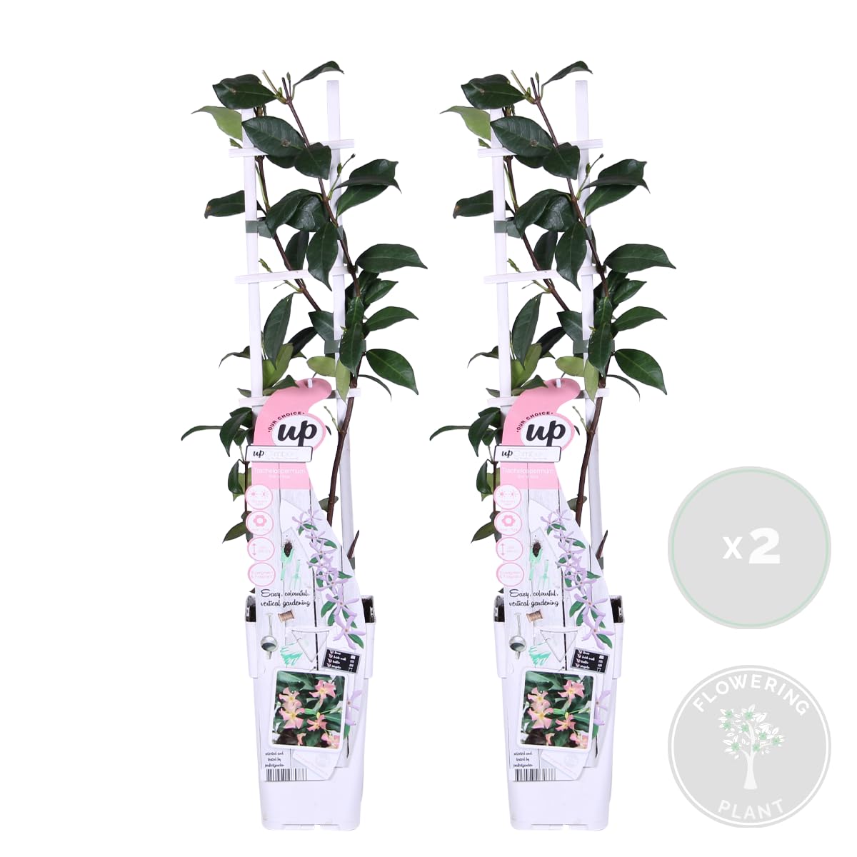 Bloomique - Lot de 2 - Trachelospermum jasminoides - Jasmin étoilé rose - Plantes grimpantes - Plantes de jardin - Persistantes - Rustiques - Hauteur 50-70 cm - Pot 15 cm