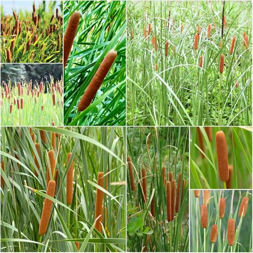 de espadaña - semillas resistentes al invierno para balcones semillas de espadaña exóticas bonsái camas elevadas para jardín 250pcs