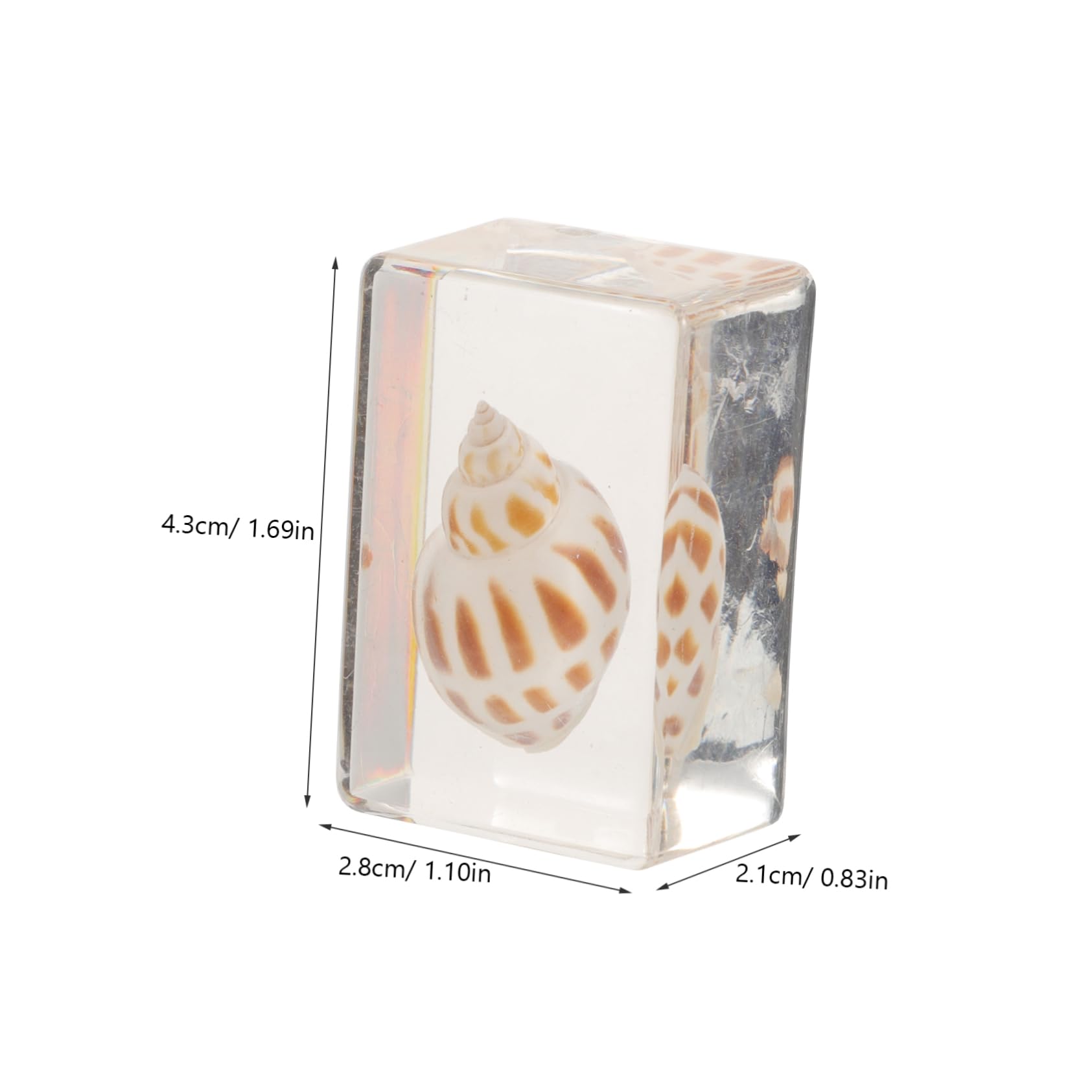 MUCKLILY 6pcs Real Resin Specimen Decor Genuine Shell Ornament Multi-Function Resin for Teaching Collection