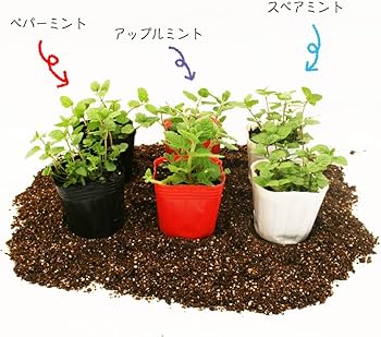 Amazon.co.jp: ハーブ ミントセット ペパーミント/アップルミント