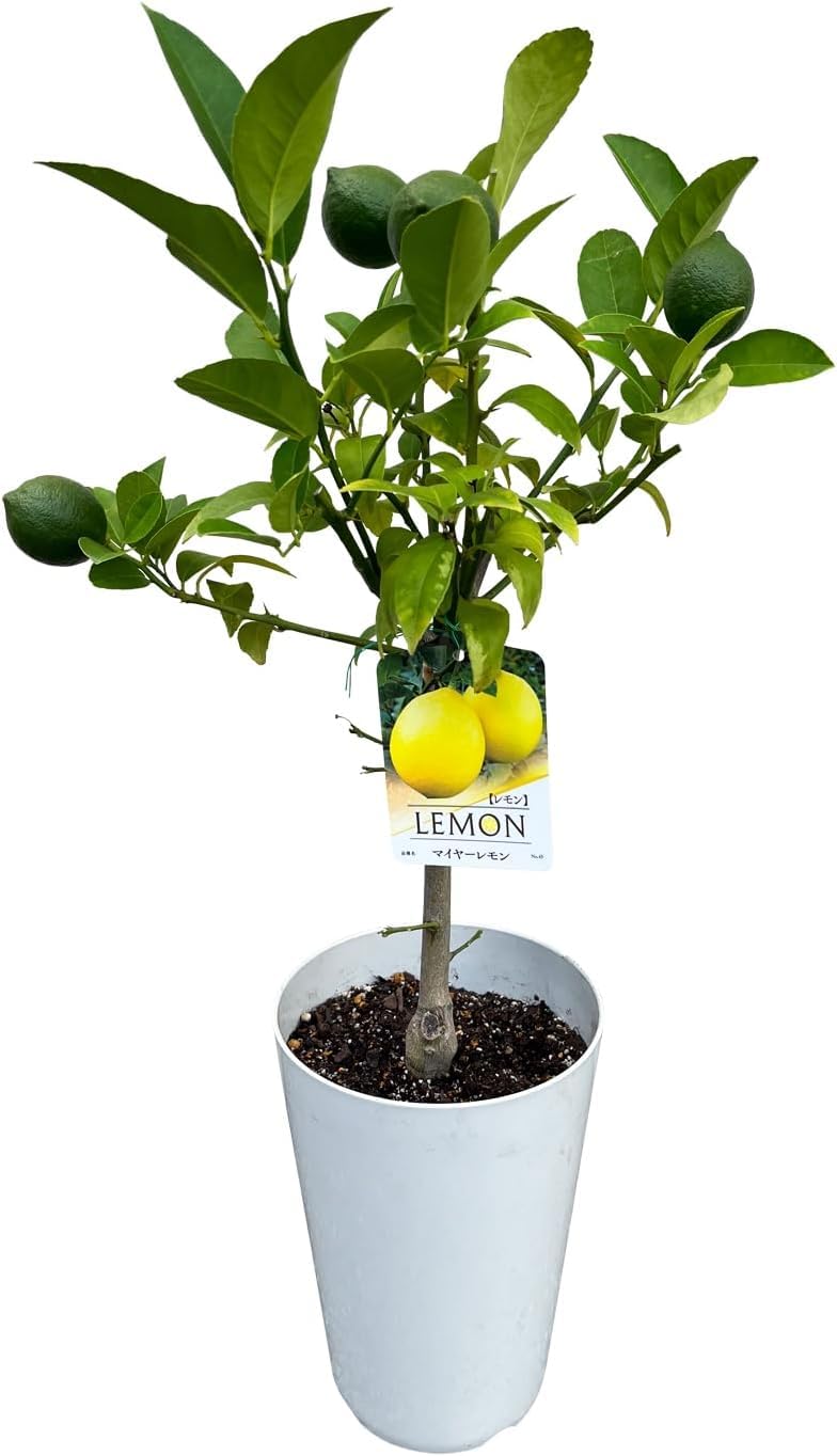 Amazon｜花のギフト社 レモン 苗木 実つき 鉢植え 国産 レモンの木