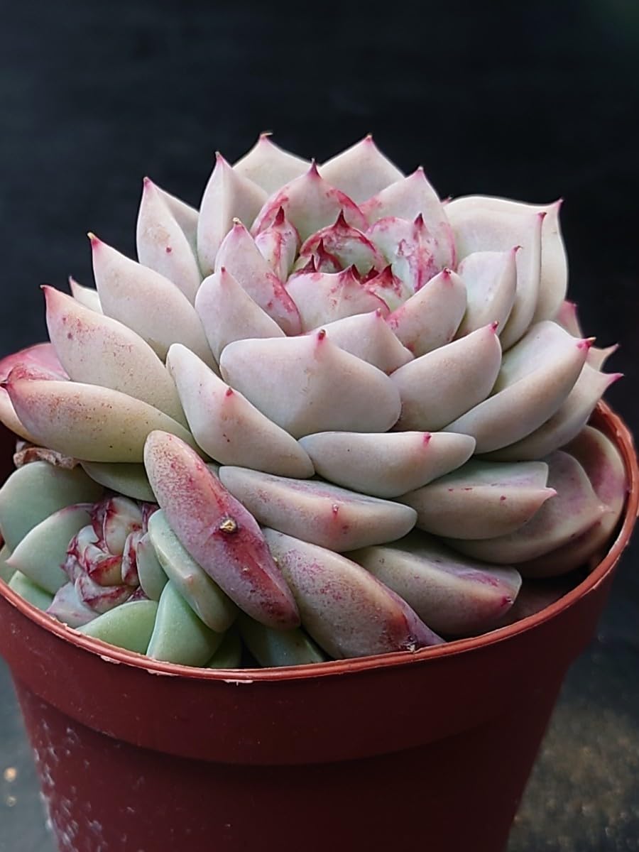 Amazon.co.jp: 多肉植物 韓国苗 レッドベルベット : DIY・工具 Amazon.co.jp: 多肉植物 韓国苗 レッドベルベット : DIY・工具