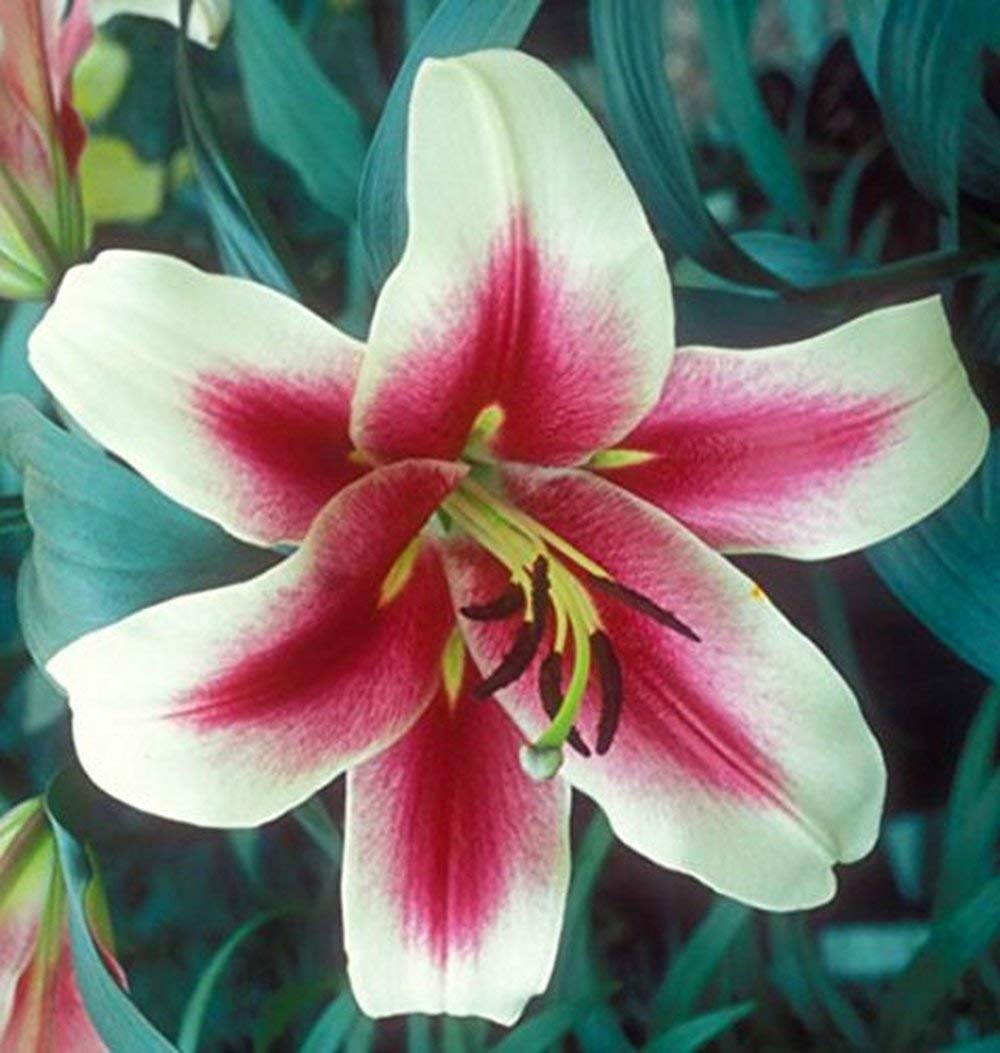 4 Bulbs Altari Giant Orienpet Lily Bulb,Spectacular Flowering Perennial Plant, Flower