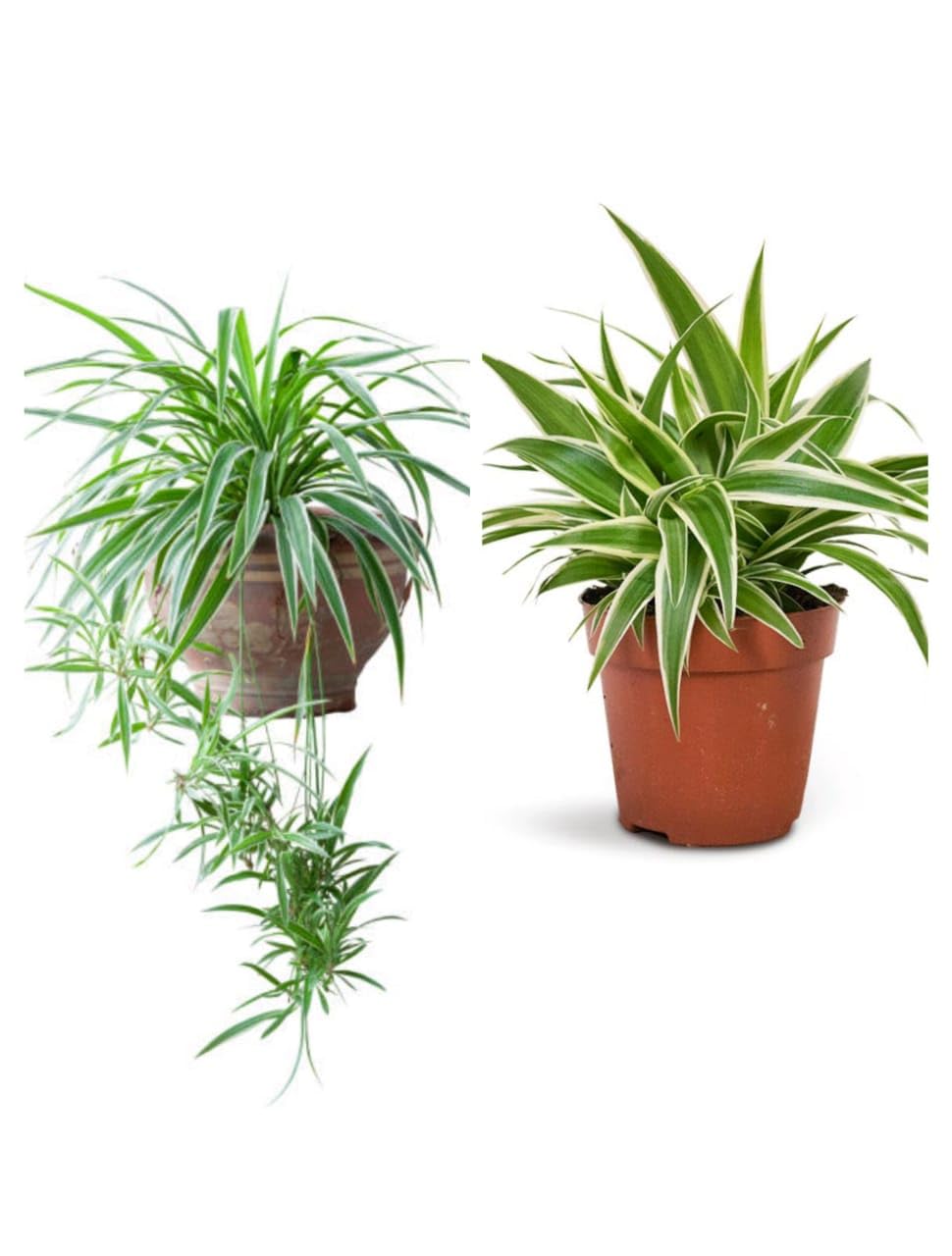 See full amazon price history chart for Gurveplantationi Live Pack of 2 Different Verity Spider Indoor Oxygen Live Plants with Plastic Pot for Home,Office Decor Living Room Air Purifier Plant Gurveplantationi Live Pack of 2 Different Verity Spider Indoor Oxygen Live Plants with Plastic Pot for Home,Office Decor Living Room Air Purifier Plant (B0CZJT68BT) Amazon Price History, Amazon Price Tracker