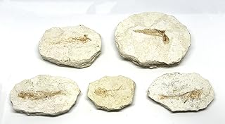 Lanternfish Fossil Lampanyctus Miocene 10 MYO California #16641 6o