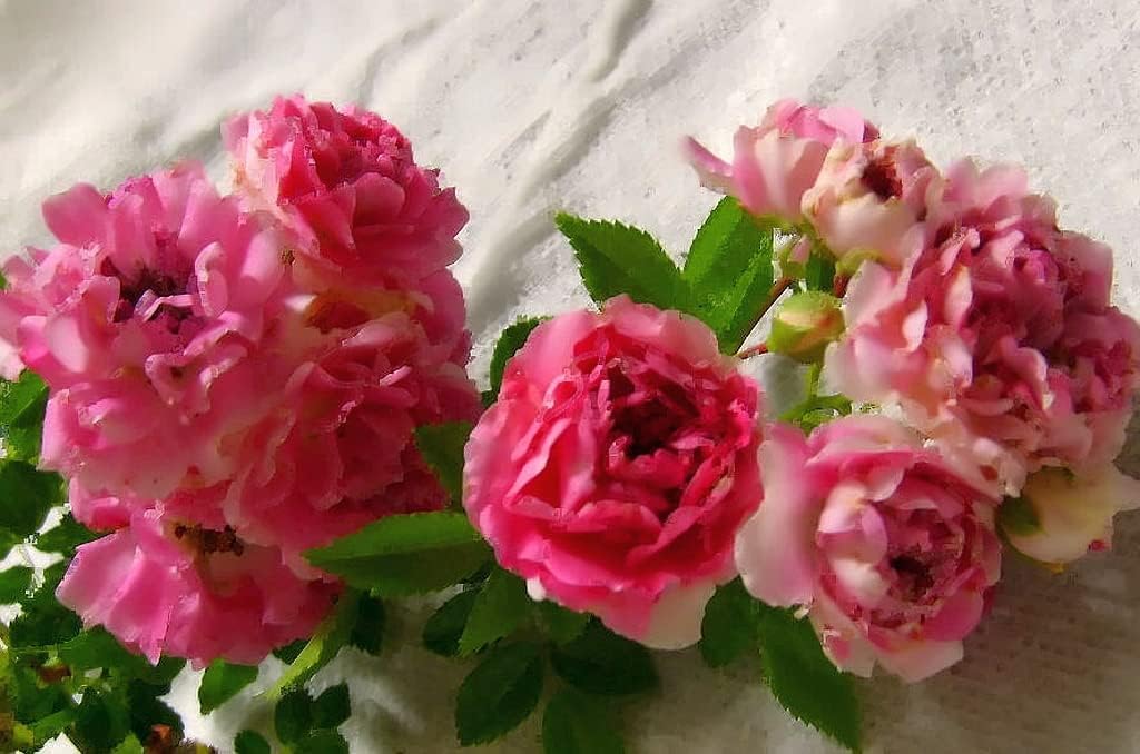 Seven Sisters Climbing Rambler Rose - Antique Heirloom Rosa Hybrid - Live Plant - Fragrant Spring Bloom - Double Pink Flower - Emerald Goddess Gardens Starter Sz 4 Inch Pot