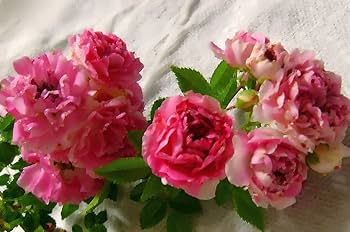 ローズファミリー 2 (TWO) HEIRLOOM 7 SEVEN SISTERS PINK ROSE BUSH RAMBLER
