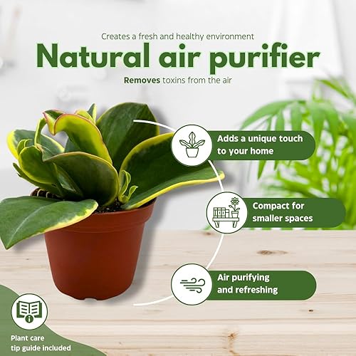 Miniatura 8 de BubbleBlooms Juego surtido de Hoya de alta calidad, 5 Hoyas de primera calidad diferentes en macetas de 4 pulgadas