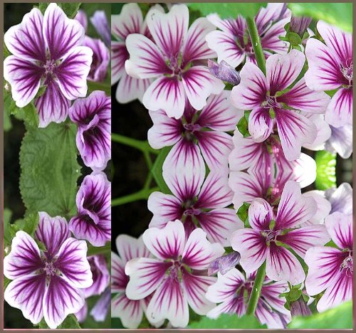 15 X Zebrina Hollyhock Seed - Stunning French Hollyhock ~ Contrasting Violet Stripes - Malva Zebrina ~ Flower Seeds - by Myseeds.Co 15 X Zebrina Hollyhock Seed - Stunning French Hollyhock ~ Contrasting Violet Stripes - Malva Zebrina ~ Flower Seeds - by Myseeds.Co