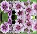 15 STUNNING FRENCH HOLLYHOCK ~ MALVA ZEBRINA~ FLOWER SEEDS
