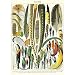 Cavallini Decorative Paper - Plumes 20"x28" Sheet