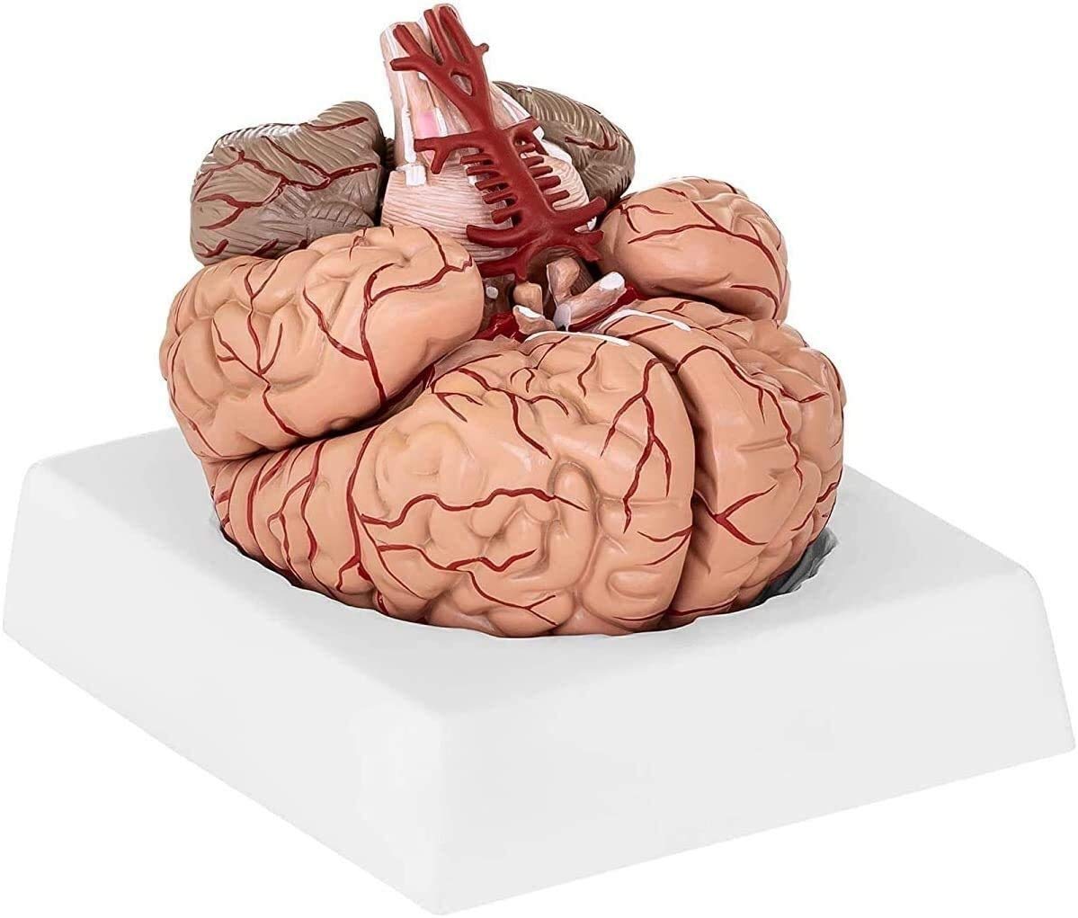 Gehirn Anatomisches Modell Phy BM-1 realistisches 3D-Modell im Maßstab 1: 1-Modell, 9 einzelne Segmente