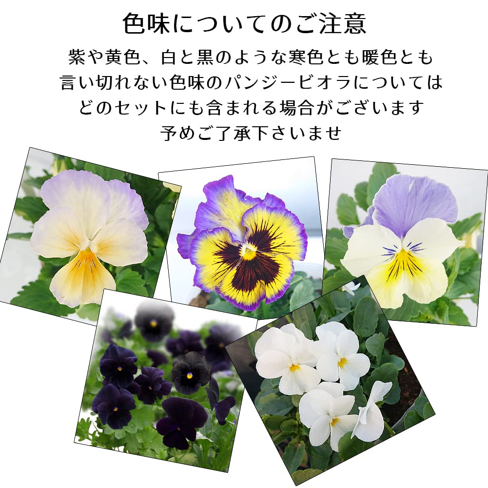 Amazon｜ハッピーガーデン 花苗セット パンジー＆ビオラMIX 暖色系 1