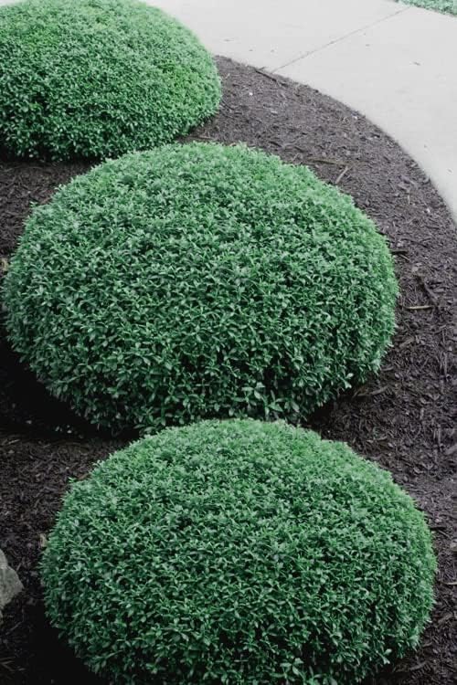 Miniatura 4 de Acebo japonés compacto suave al tacto  10 plantas vivas  Ilex crenata  Arbusto de hoja perenne de bajo mantenimiento