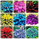 295+ USA PERMIUM Hosta Flower Seeds for Planting Home Garden-Non GMO Heirloom Stunning Home Pollinator Garden Blooms