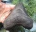 Massive 5 1/4'' Megalodon Tooth. Impressive!!