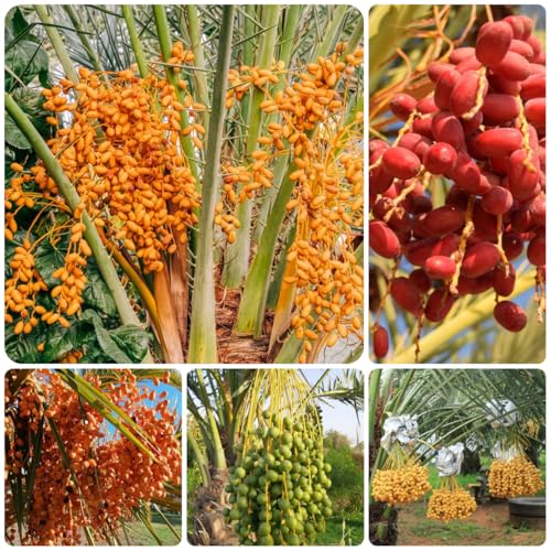 semi di palma da datteri - palma da datteri - datteri, balcone resistente sementi biologiche, sementi di antiche varietà fresca, 90pcs