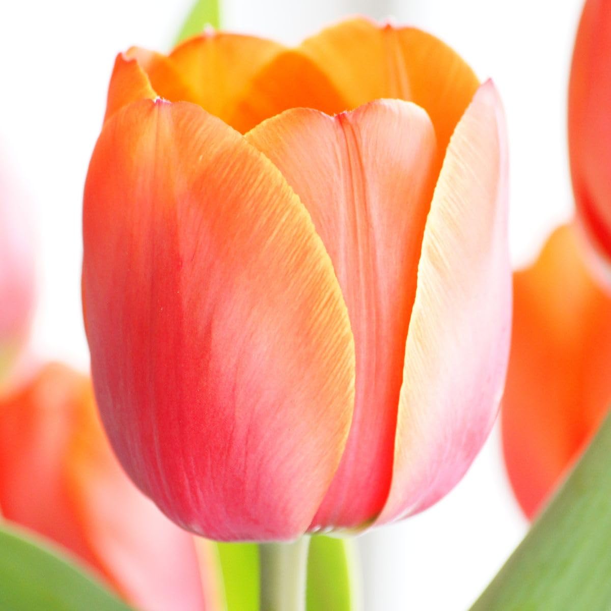Tulipa Ad Rem - BIO 50 Tulpenzwiebeln aus Holland
