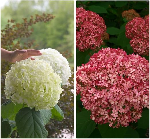 Amazon アジサイ アナベル 苗 ２種セット アナベルジャンボ１個 ピンクのアナベル１個 合計２個 １５ｃｍポット 登録品種 花