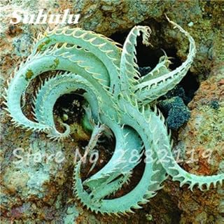 New 100 x Agave Seeds Bonsai Plants Rare Cactus Succulent Sementes Balcony Bonsai Flower Seeds for Home Garden Shrub Plant, 10: Only Seeds