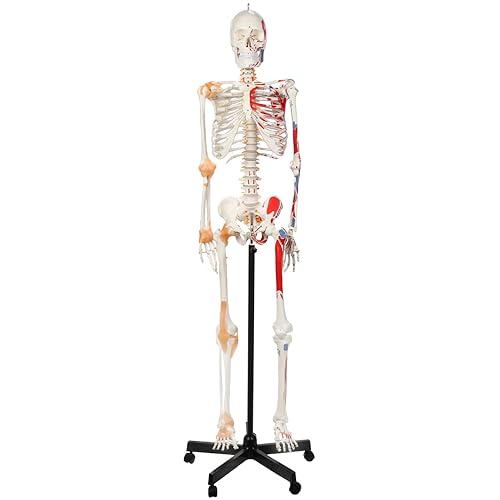 Axis Scientific Modelo anatómico de esqueleto flexible, esqueleto pintado y numerado de tamaño real con columna vertebral flexible, inserción