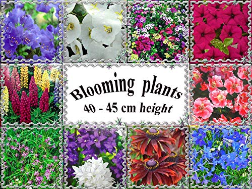 Portal Cool Phlox Drummondii VAR. & # 034; Gobelin: fioritura perenne Piante, 40-45 cm o 16 Altezza, Semi di Fiore