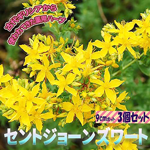 セントジョーンズワート【ハーブ苗9cmポット/3個セット】ポット苗なので通年植付け可能！