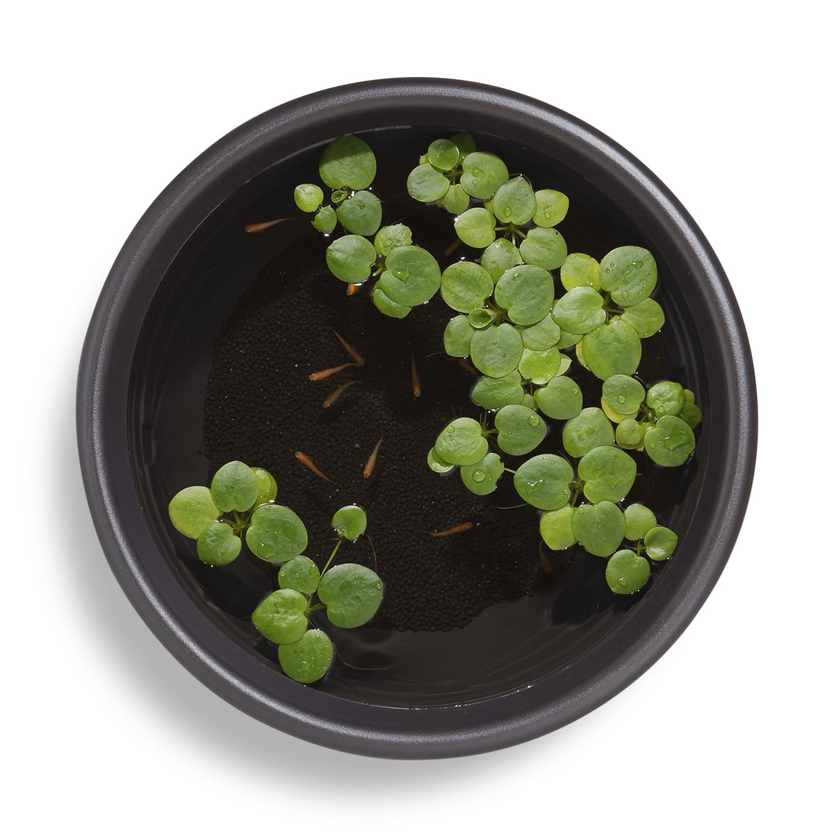 オリジナル手造りメダカ鉢 オリジナル手造りめだか鉢