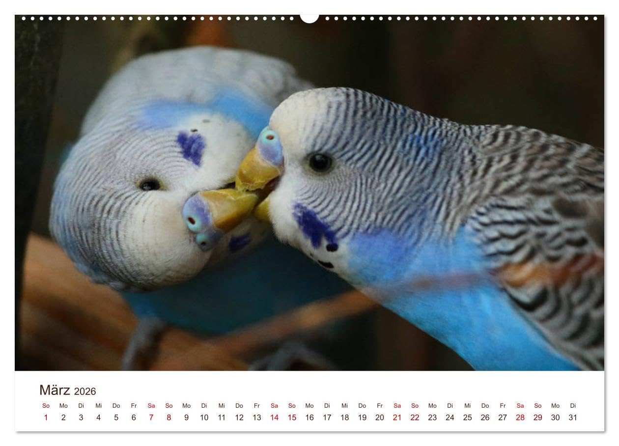 Wellensittiche - der NEUE Kalender (Wandkalender 2026 DIN A2 quer), CALVENDO Monatskalender: Ein prachtvolles Titelbild und zwölf herzergreifende ... zu einem wahren Hingucker! (CALVENDO Tiere)