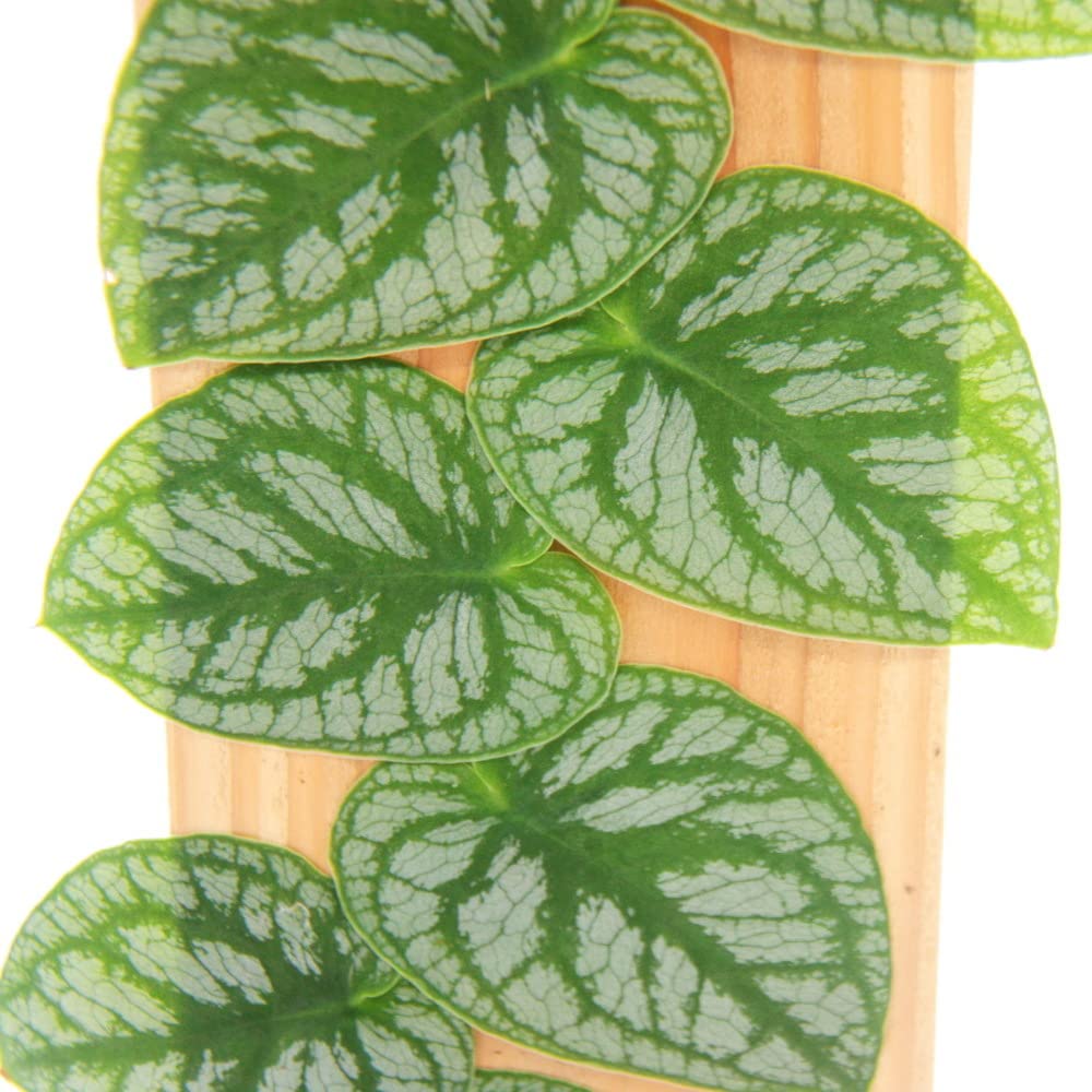 Exotenherz - Monstera dubia am Brett - Rarität - zweidimensionales Fensterblatt - 14cm Topf